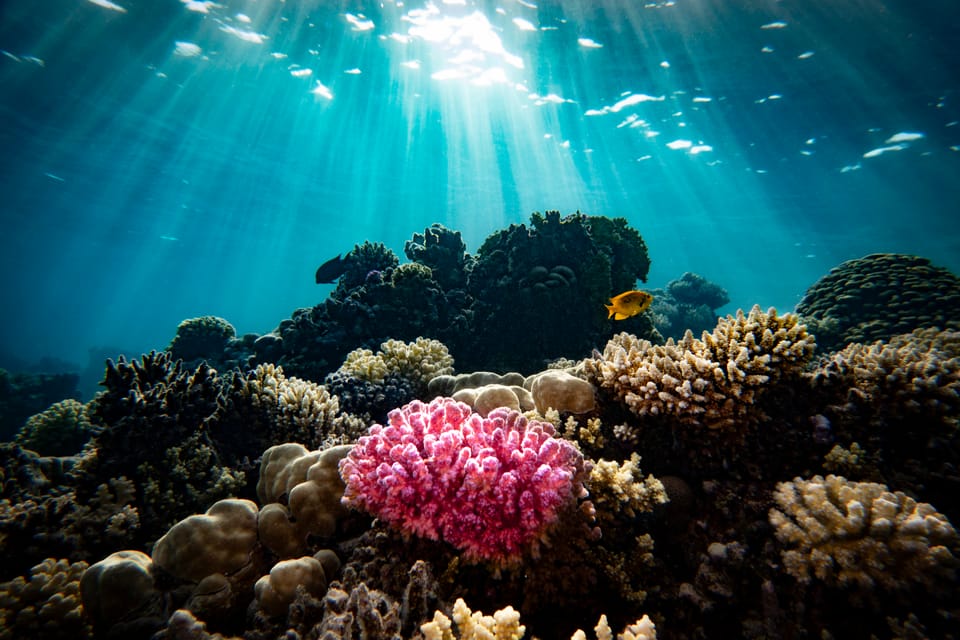 red sea safari - sept 25